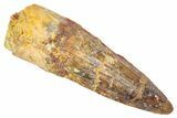 Fossil Spinosaurus Tooth - Real Dinosaur Tooth #382326-1